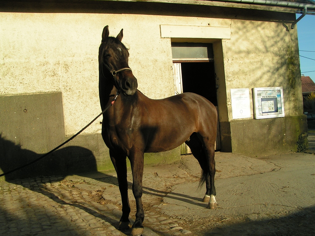 First photos- chevaux etrier 087.jpg